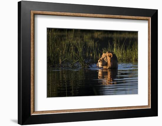 Lion (Panthera Leo) Swimming, Okavango Delta, Botswana-Wim van den Heever-Framed Photographic Print