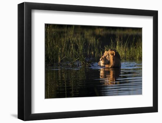 Lion (Panthera Leo) Swimming, Okavango Delta, Botswana-Wim van den Heever-Framed Photographic Print