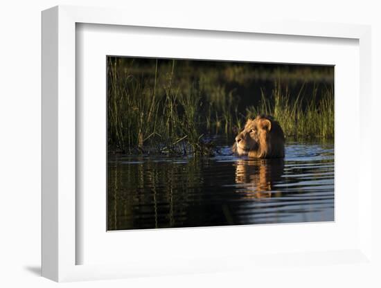 Lion (Panthera Leo) Swimming, Okavango Delta, Botswana-Wim van den Heever-Framed Photographic Print