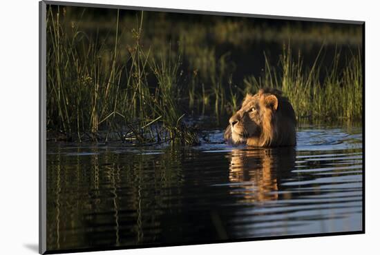 Lion (Panthera Leo) Swimming, Okavango Delta, Botswana-Wim van den Heever-Mounted Photographic Print