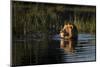 Lion (Panthera Leo) Swimming, Okavango Delta, Botswana-Wim van den Heever-Mounted Photographic Print