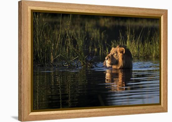 Lion (Panthera Leo) Swimming, Okavango Delta, Botswana-Wim van den Heever-Framed Premier Image Canvas