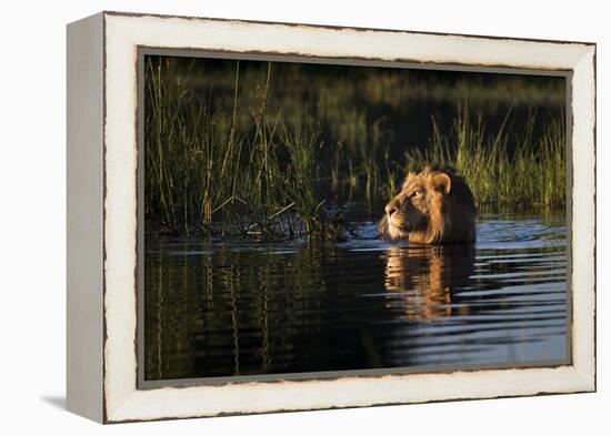 Lion (Panthera Leo) Swimming, Okavango Delta, Botswana-Wim van den Heever-Framed Premier Image Canvas