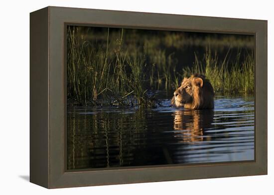 Lion (Panthera Leo) Swimming, Okavango Delta, Botswana-Wim van den Heever-Framed Premier Image Canvas