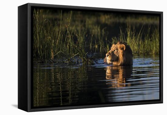 Lion (Panthera Leo) Swimming, Okavango Delta, Botswana-Wim van den Heever-Framed Premier Image Canvas