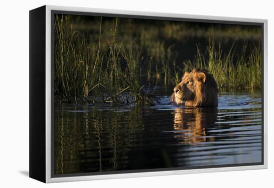 Lion (Panthera Leo) Swimming, Okavango Delta, Botswana-Wim van den Heever-Framed Premier Image Canvas