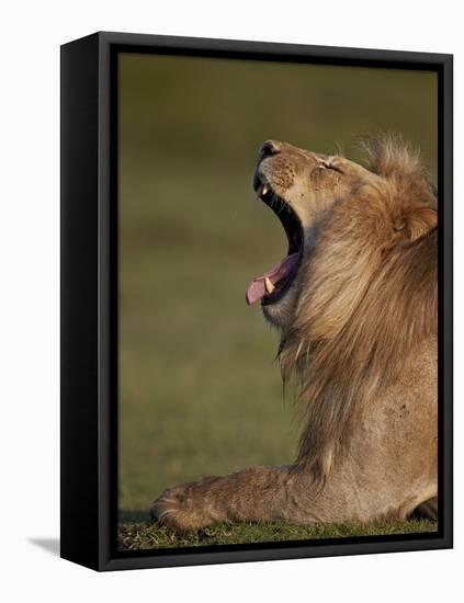 Lion (Panthera Leo) Yawning, Ngorongoro Conservation Area, Serengeti, Tanzania, East Africa, Africa-James Hager-Framed Premier Image Canvas