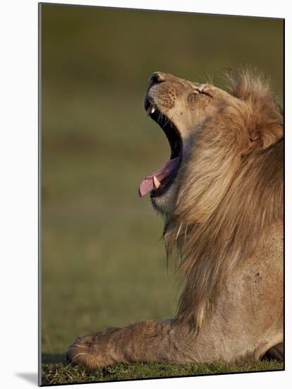 Lion (Panthera Leo) Yawning, Ngorongoro Conservation Area, Serengeti, Tanzania, East Africa, Africa-James Hager-Mounted Photographic Print