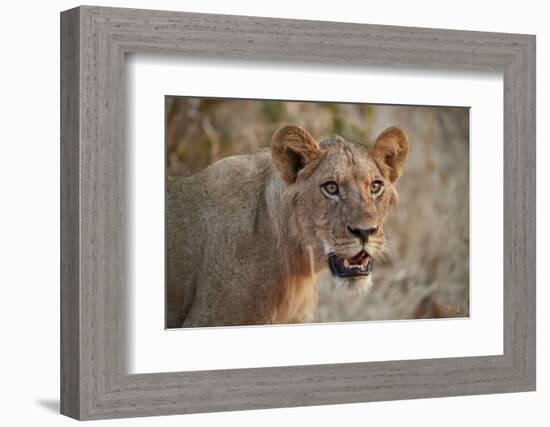 Lion (Panthera leo), young male, Ruaha National Park, Tanzania, East Africa, Africa-James Hager-Framed Photographic Print