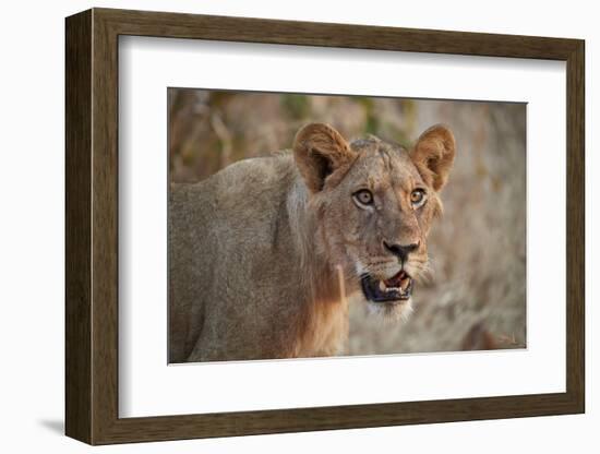 Lion (Panthera leo), young male, Ruaha National Park, Tanzania, East Africa, Africa-James Hager-Framed Photographic Print