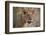 Lion (Panthera leo), young male, Ruaha National Park, Tanzania, East Africa, Africa-James Hager-Framed Photographic Print