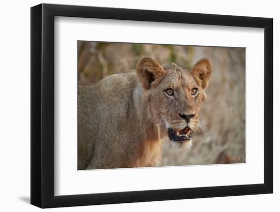 Lion (Panthera leo), young male, Ruaha National Park, Tanzania, East Africa, Africa-James Hager-Framed Photographic Print