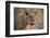 Lion (Panthera leo), young male, Ruaha National Park, Tanzania, East Africa, Africa-James Hager-Framed Photographic Print