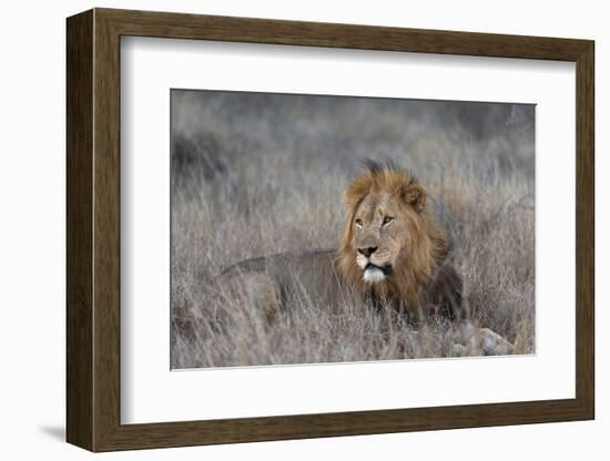 Lion (Panthera leo), Zimanga private game reserve, KwaZulu-Natal-Ann and Steve Toon-Framed Photographic Print