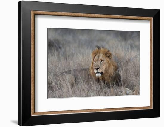 Lion (Panthera leo), Zimanga private game reserve, KwaZulu-Natal-Ann and Steve Toon-Framed Photographic Print