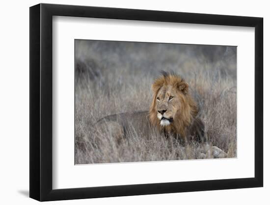 Lion (Panthera leo), Zimanga private game reserve, KwaZulu-Natal-Ann and Steve Toon-Framed Photographic Print