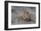 Lion (Panthera leo), Zimanga private game reserve, KwaZulu-Natal-Ann and Steve Toon-Framed Photographic Print