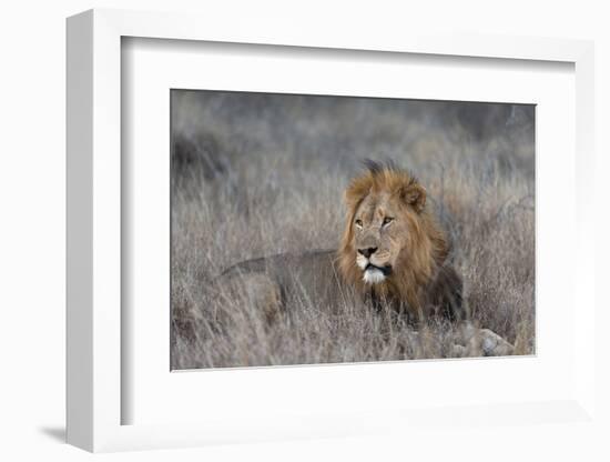 Lion (Panthera leo), Zimanga private game reserve, KwaZulu-Natal-Ann and Steve Toon-Framed Photographic Print