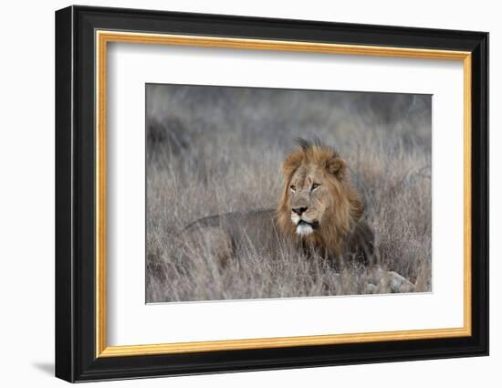 Lion (Panthera leo), Zimanga private game reserve, KwaZulu-Natal-Ann and Steve Toon-Framed Photographic Print