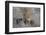 Lion (Panthera leo), Zimanga private game reserve, KwaZulu-Natal-Ann and Steve Toon-Framed Photographic Print