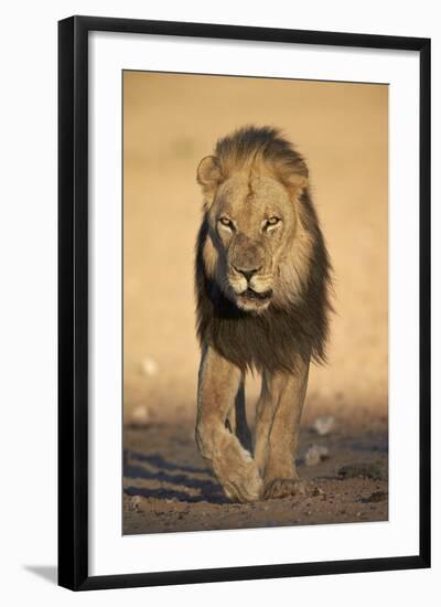 Lion (Panthera Leo)-James Hager-Framed Photographic Print