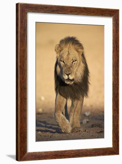 Lion (Panthera Leo)-James Hager-Framed Photographic Print