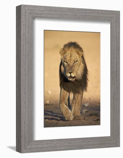 Lion (Panthera Leo)-James Hager-Framed Photographic Print