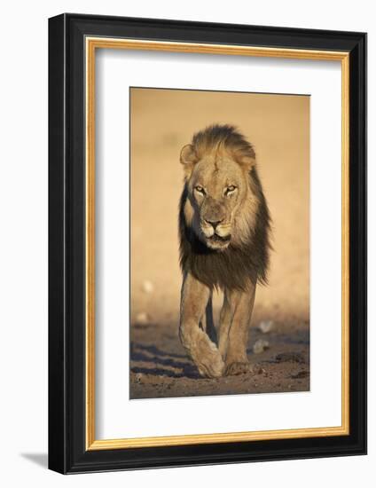 Lion (Panthera Leo)-James Hager-Framed Photographic Print