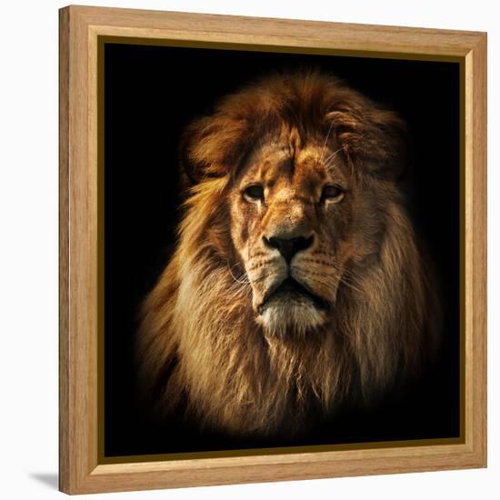 Lion Portrait on Black Background. Big Adult Lion with Rich Mane.-Michal Bednarek-Framed Premier Image Canvas