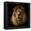 Lion Portrait on Black Background. Big Adult Lion with Rich Mane.-Michal Bednarek-Framed Premier Image Canvas