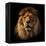 Lion Portrait on Black Background. Big Adult Lion with Rich Mane.-Michal Bednarek-Framed Premier Image Canvas