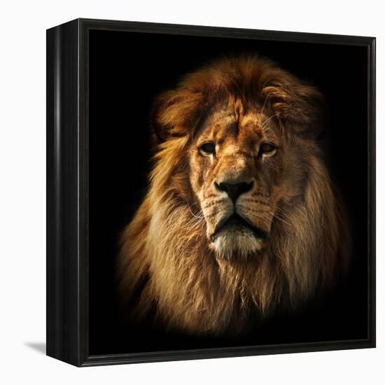 Lion Portrait on Black Background. Big Adult Lion with Rich Mane.-Michal Bednarek-Framed Premier Image Canvas