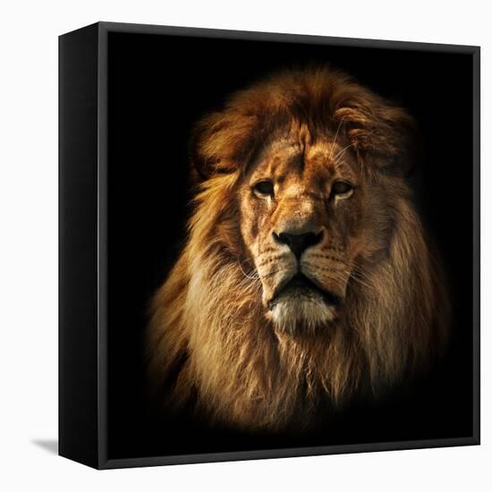 Lion Portrait on Black Background. Big Adult Lion with Rich Mane.-Michal Bednarek-Framed Premier Image Canvas