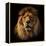 Lion Portrait on Black Background. Big Adult Lion with Rich Mane.-Michal Bednarek-Framed Premier Image Canvas