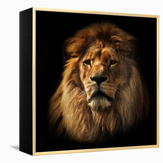 Lion Portrait on Black Background. Big Adult Lion with Rich Mane.-Michal Bednarek-Framed Premier Image Canvas