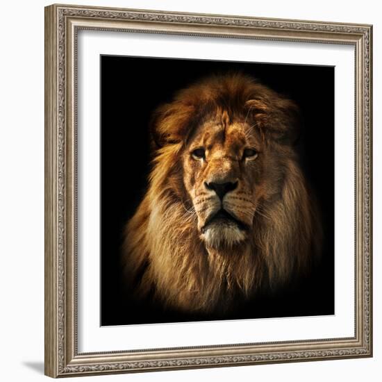 Lion Portrait on Black Background. Big Adult Lion with Rich Mane.-Michal Bednarek-Framed Photographic Print