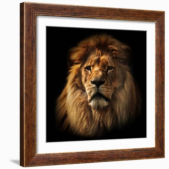 Lion Portrait on Black Background. Big Adult Lion with Rich Mane.-Michal Bednarek-Framed Photographic Print