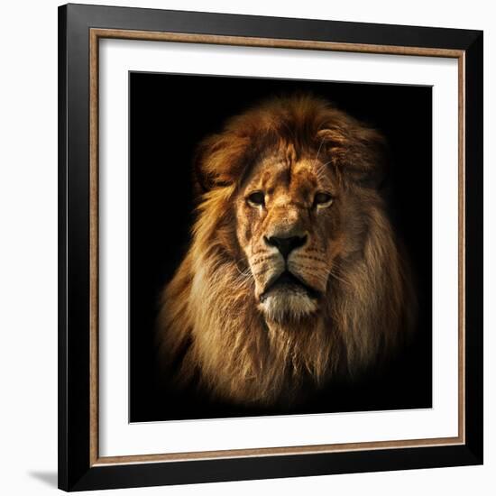 Lion Portrait on Black Background. Big Adult Lion with Rich Mane.-Michal Bednarek-Framed Photographic Print