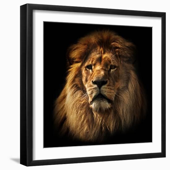 Lion Portrait on Black Background. Big Adult Lion with Rich Mane.-Michal Bednarek-Framed Photographic Print