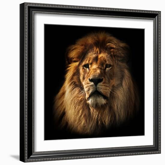 Lion Portrait on Black Background. Big Adult Lion with Rich Mane.-Michal Bednarek-Framed Photographic Print