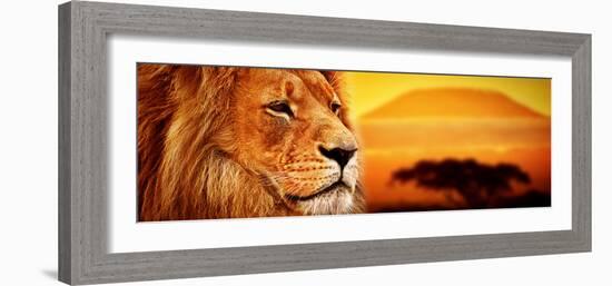 Lion Portrait on Savanna Landscape Background and Mount Kilimanjaro at Sunset. Panoramic Version-Michal Bednarek-Framed Photographic Print