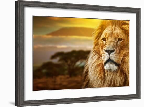 Lion Portrait On Savanna Landscape Background And Mount Kilimanjaro At Sunset-Michal Bednarek-Framed Photographic Print