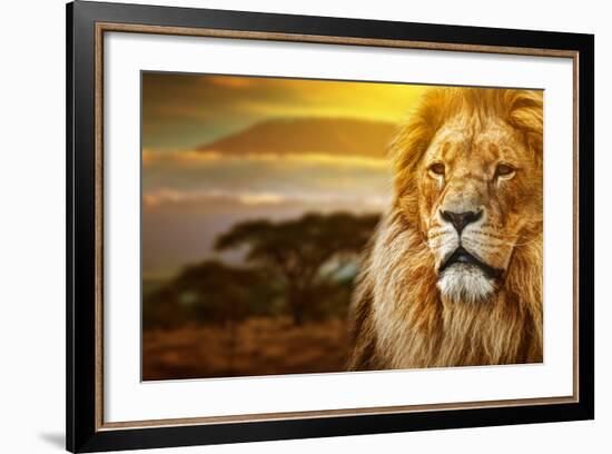 Lion Portrait On Savanna Landscape Background And Mount Kilimanjaro At Sunset-Michal Bednarek-Framed Photographic Print