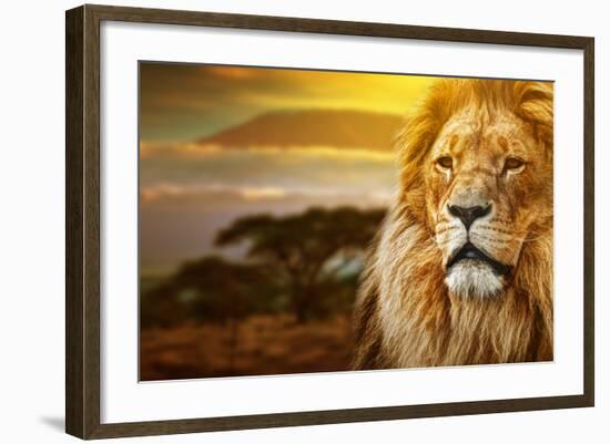 Lion Portrait On Savanna Landscape Background And Mount Kilimanjaro At Sunset-Michal Bednarek-Framed Photographic Print