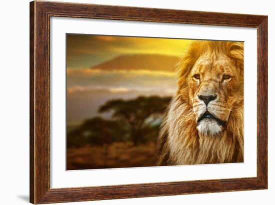 Lion Portrait On Savanna Landscape Background And Mount Kilimanjaro At Sunset-Michal Bednarek-Framed Photographic Print