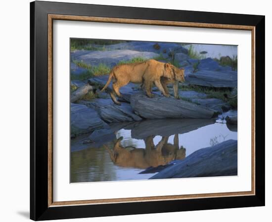 Lion Pride along Rocky Bank, Telek River, Masai Mara Game Reserve, Kenya-Paul Souders-Framed Photographic Print