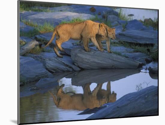 Lion Pride along Rocky Bank, Telek River, Masai Mara Game Reserve, Kenya-Paul Souders-Mounted Photographic Print