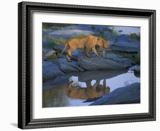 Lion Pride along Rocky Bank, Telek River, Masai Mara Game Reserve, Kenya-Paul Souders-Framed Photographic Print