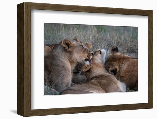 Lion pride (Panthera leo), Sabi Sands Game Reserve, South Africa, Africa-Sergio Pitamitz-Framed Photographic Print