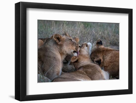 Lion pride (Panthera leo), Sabi Sands Game Reserve, South Africa, Africa-Sergio Pitamitz-Framed Photographic Print
